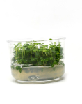 Hydrocotyle tripartita 'Japan'  - tissue culture