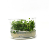 Hydrocotyle tripartita 'Japan'  - tissue culture