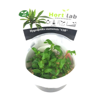 Hygrophila  Siamensis 53B - tissue culture