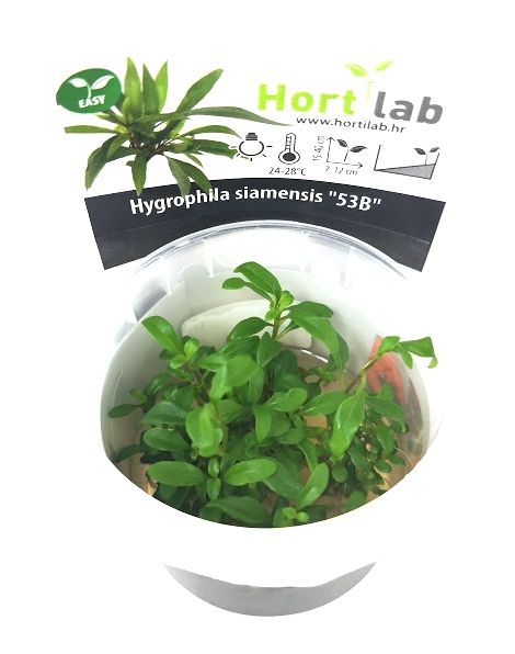 Hygrophila  Siamensis 53B - tissue culture