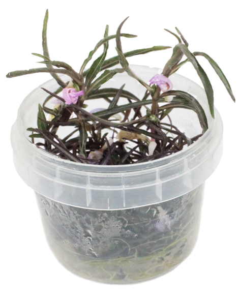 Hygrophila 
