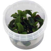 Hygrophila corymbosa - tissue culture
