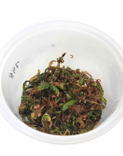 Hygrophila pinnatifida in vitro