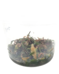 Hygrophila pinnatifida in vitro