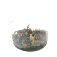 Hygrophila pinnatifida in vitro