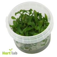 Hygrophila polysperma - tissue culture