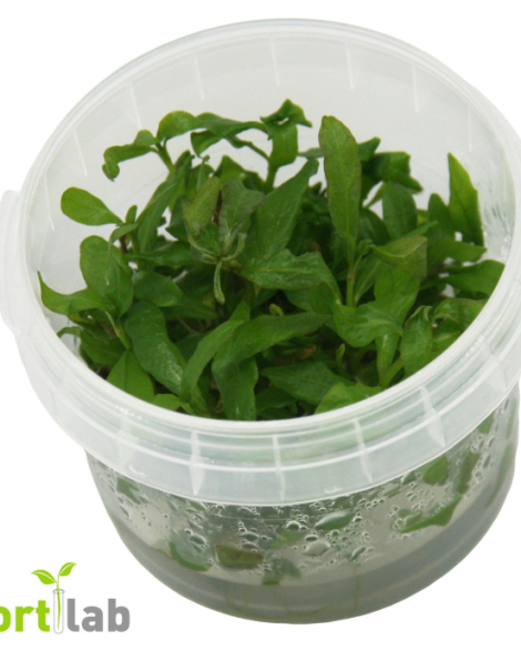 Hygrophila polysperma - tissue culture