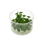 In Vitro Plants