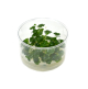 In Vitro Plants