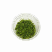 Taxiphyllum barbieri (Java Moss) TC