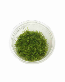 Taxiphyllum barbieri (Java Moss) TC