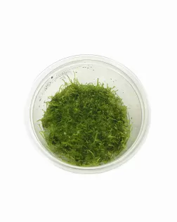 Taxiphyllum barbieri (Java Moss) TC