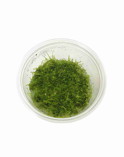 Taxiphyllum barbieri (Java Moss) TC