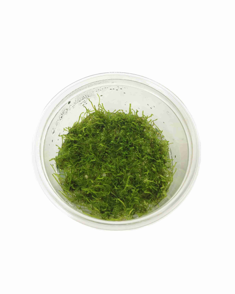 Taxiphyllum barbieri (Java Moss) TC
