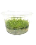 Taxiphyllum barbieri (Java Moss) TC