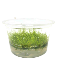 Taxiphyllum barbieri (Java Moss) TC