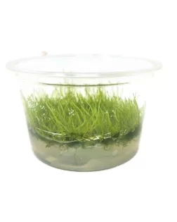 Taxiphyllum barbieri (Java Moss) TC