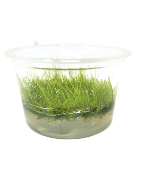 Taxiphyllum barbieri (Java Moss) TC