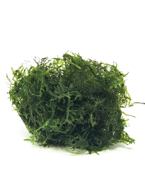 Java Moss (Vesicularia dubyana) - cup