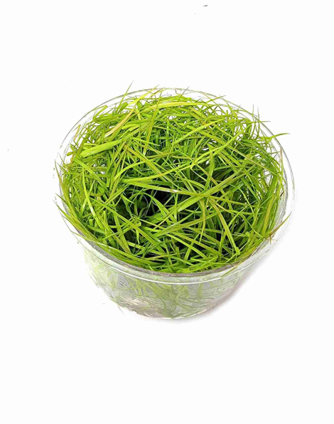 Juncus repens - tissue culture