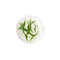 Lagenandra thwaitesi  - tissue culture