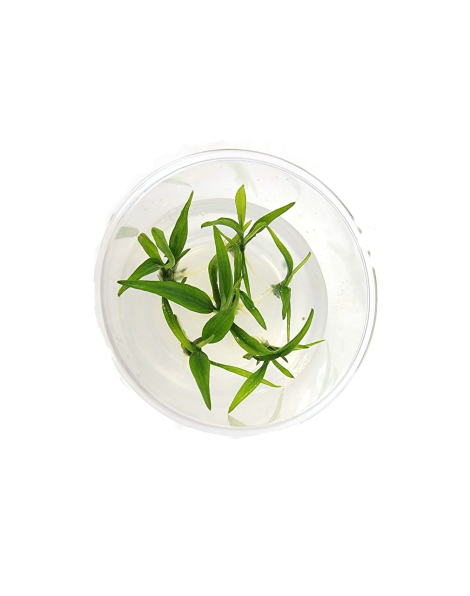 Lagenandra thwaitesi  - tissue culture
