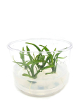Lagenandra thwaitesi  - tissue culture