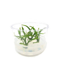 Lagenandra thwaitesi  - tissue culture