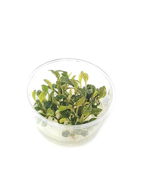 Lagenandra meeboldii 'Red Round'  - tissue culture
