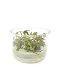Lagenandra meeboldii 'Red Round'  - tissue culture