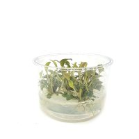 Lagenandra meeboldii 'Red Round'  - tissue culture