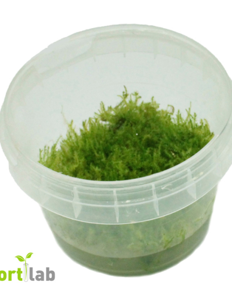 Leptodictyum riparium - tissue culture
