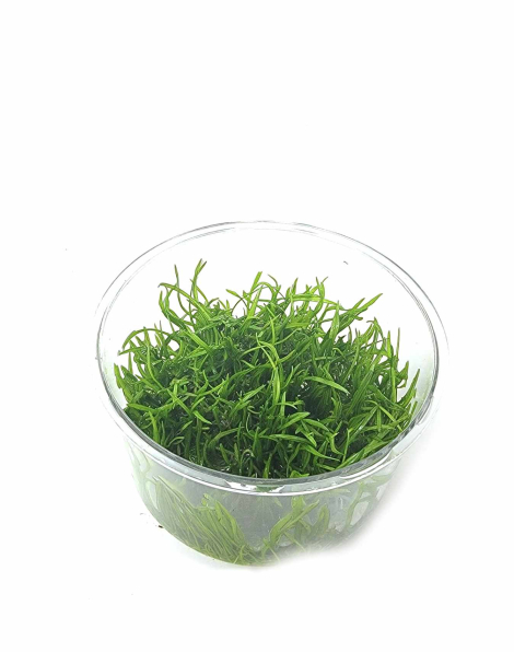 Lilaeopsis novozelandiae - tissue culture