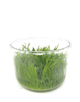 Lilaeopsis novozelandiae - tissue culture