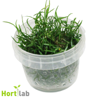 Lilaeopsis brasiliensis - tissue culture