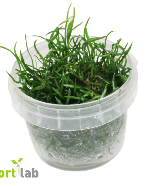 Lilaeopsis brasiliensis - tissue culture