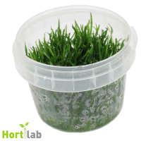 Lilaeopsis mauritania - tissue culture
