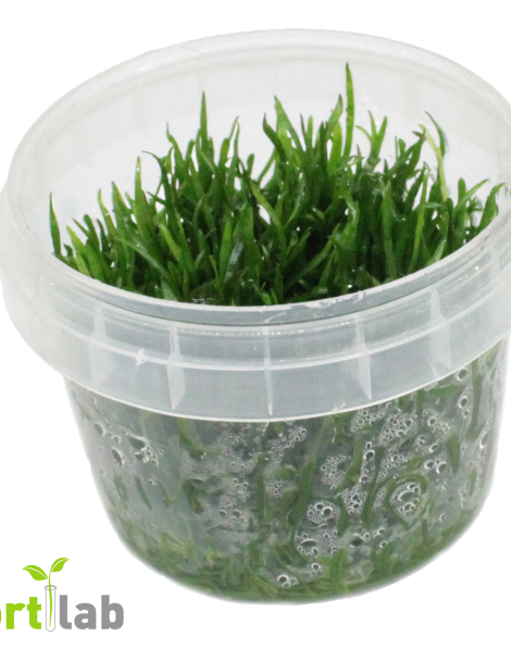 Lilaeopsis mauritania - tissue culture