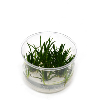Littorella uniflora - tissue culture