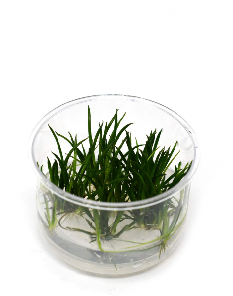 Littorella uniflora - tissue culture