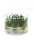 Littorella uniflora - tissue culture