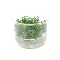 Ludwigia inclinata 'Curly' - tissue culture