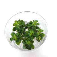 Ludwigia sphaerocarpa - tissue culture