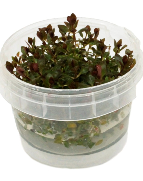 Ludwigia sp. 'Mini Super Red' - tissue culture
