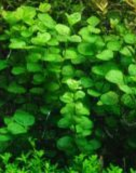 Lysimachia nummularia - tissue culture