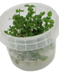 Lysimachia nummularia - tissue culture