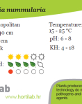 Lysimachia nummularia - tissue culture