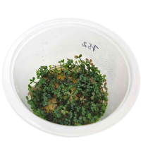 Marsilea hirsuta in vitro Large Cup