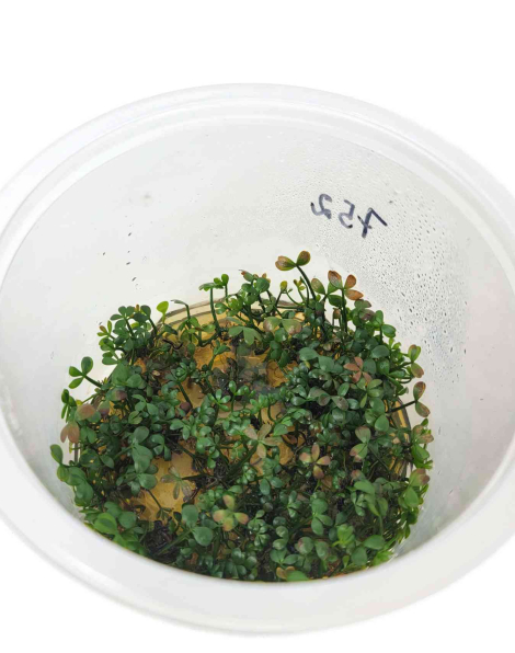 Marsilea hirsuta in vitro Large Cup