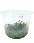 Marsilea hirsuta in vitro Large Cup